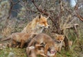 A red fox family with cubs