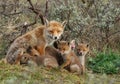 A red fox family with cubs Royalty Free Stock Photo