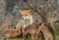 A red Fox Family with her cups Royalty Free Stock Photo