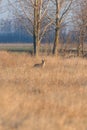 Red Fox in field, spring morning Vulpes vulpes Royalty Free Stock Photo