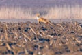 Red Fox in field, spring morning Vulpes vulpes Royalty Free Stock Photo