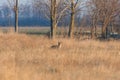 Red Fox in field, spring morning Vulpes vulpes Royalty Free Stock Photo