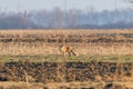 Red Fox in field, spring morning Vulpes vulpes Royalty Free Stock Photo