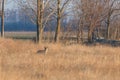 Red Fox in field, spring morning Vulpes vulpes Royalty Free Stock Photo