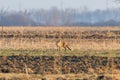 Red Fox in field, spring morning (Vulpes vulpes Royalty Free Stock Photo