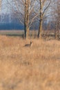 Red Fox in field, spring morning (Vulpes vulpes Royalty Free Stock Photo