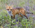 Red Fox Stock Photo. Fox Image. Foraging in the field with rasperries foliage and blur background in its environment and habitat Royalty Free Stock Photo