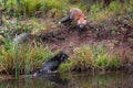 Red Fox Forces Silver Fox (Vulpes vulpes) Into Pond