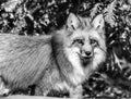 Red fox in the forest, black and white