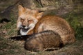 Red fox sleeping in the forest Royalty Free Stock Photo