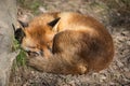 Red fox sleeping in the forest Royalty Free Stock Photo