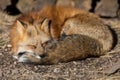 Red fox sleeping in the forest Royalty Free Stock Photo