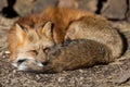 Red fox sleeping in the forest Royalty Free Stock Photo