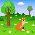 Red fox on the forest meadow