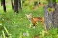 Red Fox in Forest Mountains Wild Animal Wary and Alert