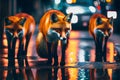 Red fox foxes in urban city at night Royalty Free Stock Photo