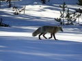 Red fox in winter landscape