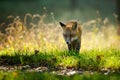 Red fox from front view in autumn backlight