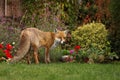 Red fox in the garden with flowers Royalty Free Stock Photo