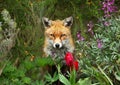 Red fox in the garden with flowers Royalty Free Stock Photo