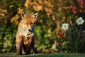 Red fox in the garden with flowers in spring Royalty Free Stock Photo