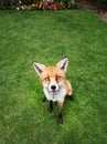 Red fox in the garden with flowers in summer Royalty Free Stock Photo