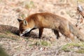 Red Fox (Vulpes vulpes)Germany Royalty Free Stock Photo