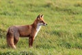 Red Fox (Vulpes vulpes)Germany Royalty Free Stock Photo