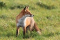 Red Fox (Vulpes vulpes)Germany Royalty Free Stock Photo