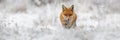 Red fox going forward on meadow in wintertime nature.