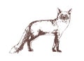 Red fox hand drawn with contour lines on white background. Beautiful realistic elegant drawing of forest omnivorous