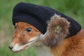 Red Fox With Hat