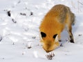 Red Fox Head Buried in the Snow Royalty Free Stock Photo