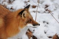 Red Fox stock photos. Red fox head shot close-up profile view in the winter season in its environment and habitat with a blur snow Royalty Free Stock Photo