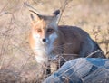 Red Fox in Headlands Beach Mentor Ohio Royalty Free Stock Photo