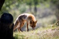 Red fox on a hill sniffing grass