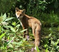 Red fox among Himalayan balsam and nettles