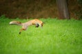 Red fox on hunt, mousing in grass field Royalty Free Stock Photo