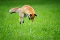 Red fox on hunt when mousing in grass from front side view