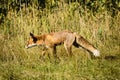 Red fox hunting in field Royalty Free Stock Photo