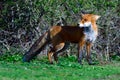 Red fox hunting on a meadow Royalty Free Stock Photo