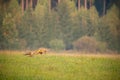 Red fox hunting on a meadow with forest in background in autumn. Royalty Free Stock Photo
