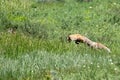 Red Fox Hunting in a green meadow Royalty Free Stock Photo