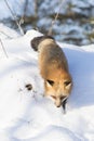 Red fox hunting for rodents Royalty Free Stock Photo