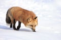 Red fox hunting in snow