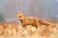 Red Fox hunting, Vulpes vulpes, wildlife scene from Europe. Orange fur coat animal in the nature habitat. Fox on the green forest Royalty Free Stock Photo