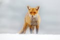 Red Fox hunting, Vulpes vulpes, wildlife scene from Europe. Orange fur coat animal in the nature habitat. Fox on the green forest Royalty Free Stock Photo