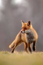 Red Fox hunting, Vulpes vulpes, wildlife scene from Europe. Orange fur coat animal in the nature habitat. Fox on the green forest Royalty Free Stock Photo