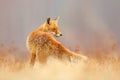 Red Fox hunting, Vulpes vulpes, wildlife scene from Europe. Orange fur coat animal in the nature habitat. Fox on the green forest Royalty Free Stock Photo