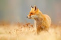 Red Fox hunting, Vulpes vulpes, wildlife scene from Europe. Orange fur coat animal in the nature habitat. Fox on the green forest